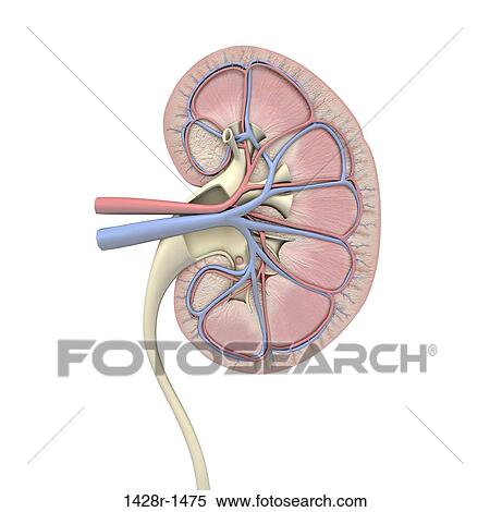 Stock Photography - Cross-section of human kidney, veins, arteries, ureter. Fotosearch
