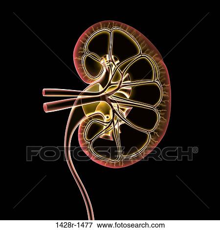 Stock Photo - Cross-section x-ray of human kidney, veins, arteries, ureter. Fotosearch