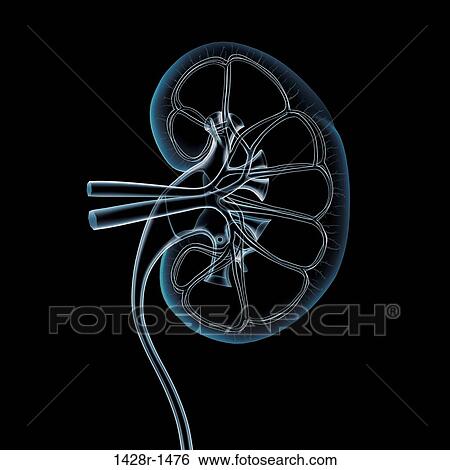 Cross-section x-ray of human kidney, veins, arteries, ureter View Large Photo Image Stock Photograph - Cross-section x-ray of human kidney, veins, arteries, ureter. Fotosearch