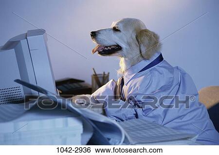 desk, dog, computer, business, humor, humorous View Large Photo Image Stock Photograph - desk, dog, computer, business, humor, humorous. Fotosearch