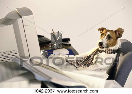 Desk Dog Computer Tongue Leaning Business Stock Photo 1042