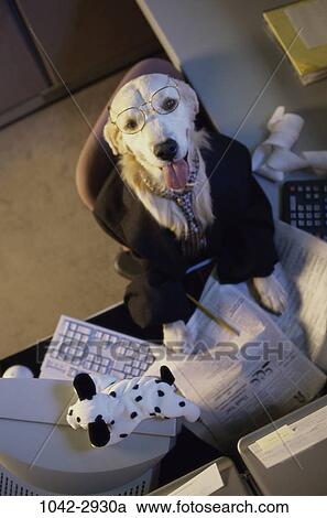 dog, eyeglasses, business, humor, humorous, personification, animal View Large Photo Image Stock Image - dog, eyeglasses, business, humor, humorous, personification, animal. Fotosearch