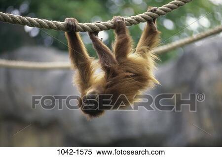 Orangutan View Large Photo Image Stock Photography - Orangutan. Fotosearch