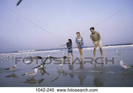 people, birds, Asian, beach, family, barefoot View Large Photo Image Stock Image - people, birds, Asian, beach, family, barefoot. Fotosearch