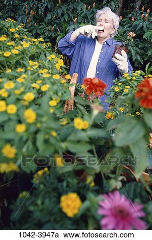 people, plants, woman, senior, flowers, gardening, allergy View Large Photo Image Stock Image - people, plants, woman, senior, flowers, gardening, allergy. Fotosearch