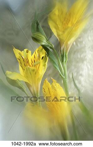 Peruvian Lillies View Large Photo Image Stock Image - Peruvian Lillies. Fotosearch