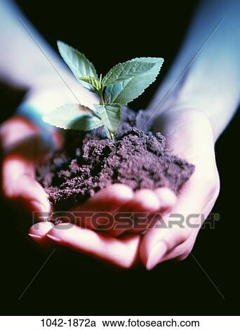 plants, hands, seedling, gardening, nature, body parts, nurturing View Large Photo Image Stock Image - plants, hands, seedling, gardening, nature, body parts, nurturing. Fotosearch