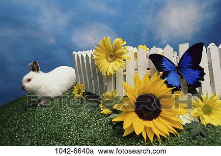 Stock Image - Rabbit. Fotosearch