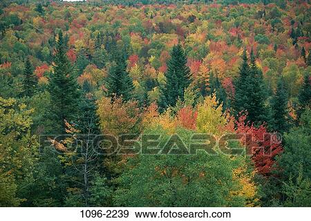 , autumn, crowded, trees, nature, forest, fall View Large Photo Image Stock Photo - , autumn, crowded, trees, nature, forest, fall. Fotosearch
