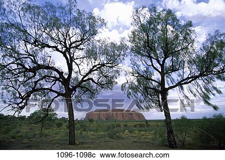 Ayers Rock, Uluru-Kata Tjuta National Park, Australia View Large Photo Image Stock Image - Ayers Rock, Uluru-Kata Tjuta National Park, Australia. Fotosearch