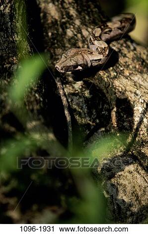 Stock Image - blur, snake, animal, exploring, slithering, blending, explore. Fotosearch