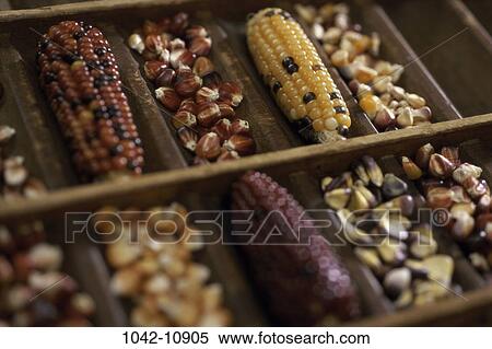 corn, autumn, individual, dried, nature, display View Large Photo Image Stock Photography - corn, autumn, individual, dried, nature, display. Fotosearch