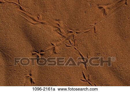 desert, nature, Deserts nature View Large Photo Image Stock Image - desert, nature, Deserts nature. Fotosearch