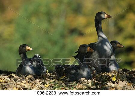 Stock Photo - geese, birds, animals, watch, shady, young, watching. Fotosearch
