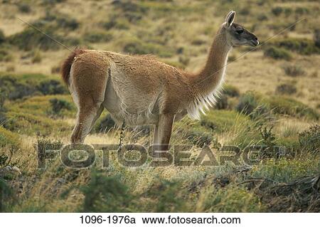 Stock Image - Guanaco. Fotosearch