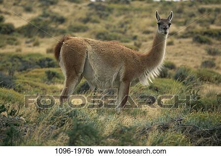 Stock Image - Guanaco. Fotosearch