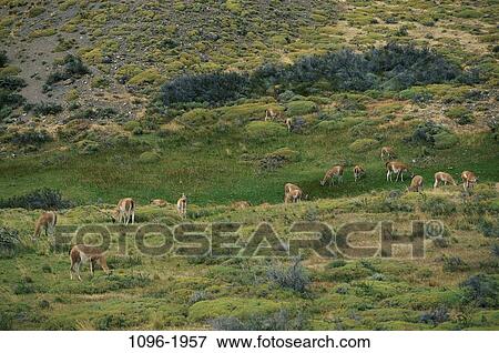 Stock Photo - Guanacos, Chile. Fotosearch