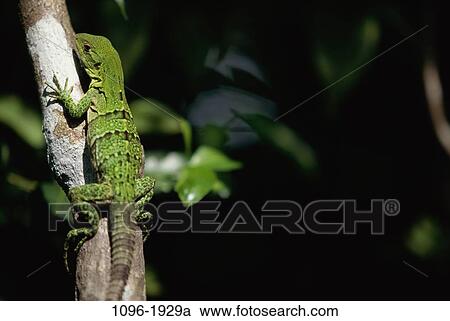 Iguana View Large Photo Image Stock Image - Iguana. Fotosearch