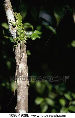 Stock Image - Iguana. Fotosearch