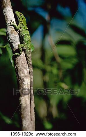 Stock Image - Iguana. Fotosearch