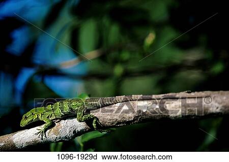 Iguana View Large Photo Image Stock Image - Iguana. Fotosearch