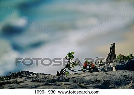 Stock Image - Iguana. Fotosearch