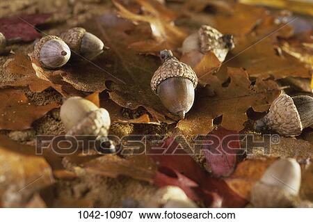 leaves, autumn, ground, oak, nature, fall View Large Photo Image Stock Photo - leaves, autumn, ground, oak, nature, fall. Fotosearch