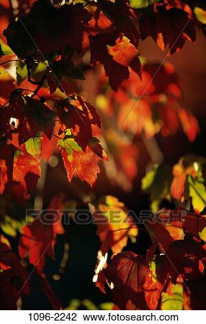 , leaves, autumn, nature, fall, foliage, changing View Large Photo Image Stock Image - , leaves, autumn, nature, fall, foliage, changing. Fotosearch