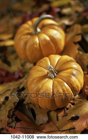 leaves, autumn, pumpkin, nature, fall, food View Large Photo Image Stock Photo - leaves, autumn, pumpkin, nature, fall, food. Fotosearch