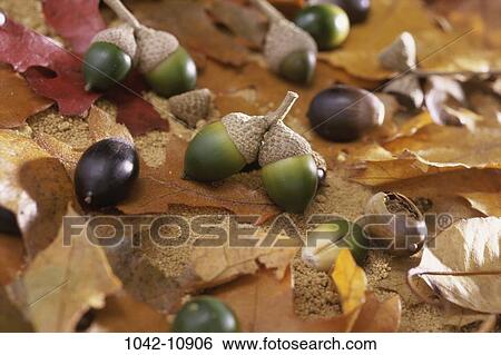 Stock Photograph - leaves, autumn, round, nature, still life, hard. Fotosearch