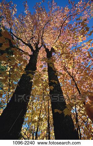 leaves, autumn, tall, falling, trees, nature, fall View Large Photo Image Stock Image - leaves, autumn, tall, falling, trees, nature, fall. Fotosearch