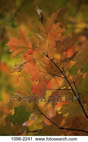 , leaves, branch, autumn, nature, foliage, changing View Large Photo Image Stock Image - , leaves, branch, autumn, nature, foliage, changing. Fotosearch