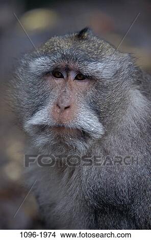 Picture - Macaque. Fotosearch