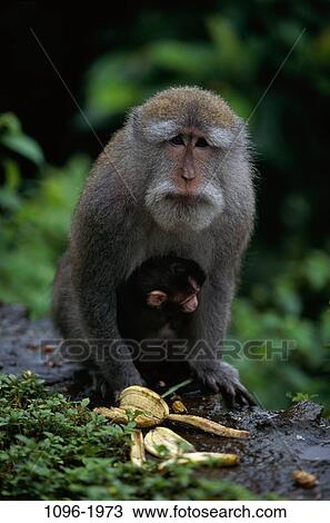 Stock Image - Macaques. Fotosearch