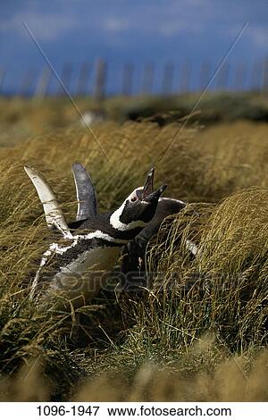 Stock Photo - Magellanic Penguin. Fotosearch