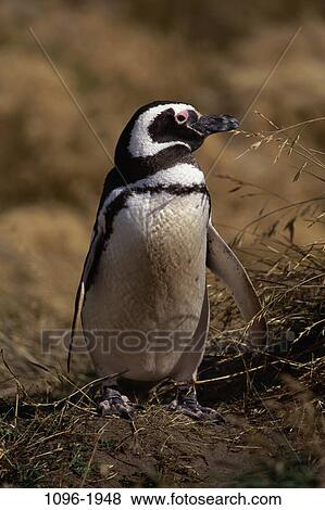 Stock Photo - Magellanic Penguin. Fotosearch