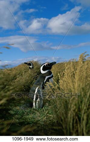 Stock Photo - Magellanic Penguins. Fotosearch