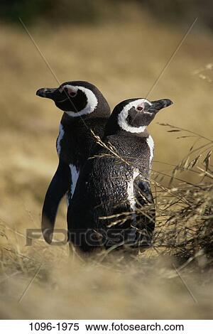 Magellanic Penguins View Large Photo Image Stock Photography - Magellanic Penguins. Fotosearch