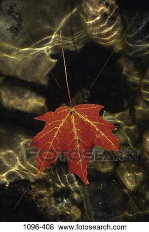 Maple Leaf View Large Photo Image Stock Photo - Maple Leaf. Fotosearch
