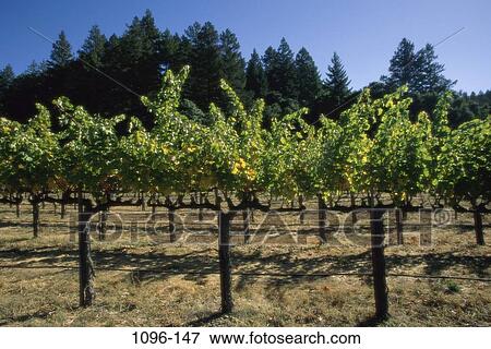 Napa Valley, California, USA View Large Photo Image Stock Photo - Napa Valley, California, USA. Fotosearch