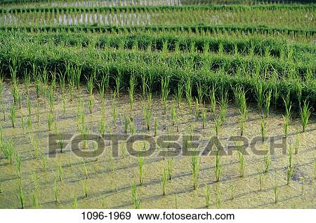 Rice Field, Bali, Indonesia View Large Photo Image Stock Photo - Rice Field, Bali, Indonesia. Fotosearch