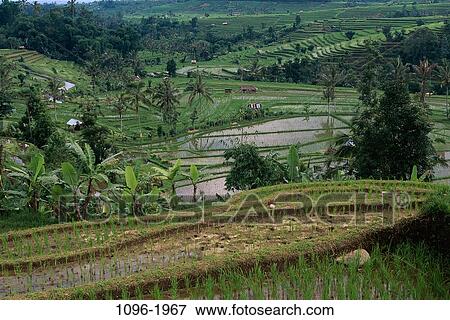 Rice Terraces, Bali, Indonesia View Large Photo Image Stock Photo - Rice Terraces, Bali, Indonesia. Fotosearch