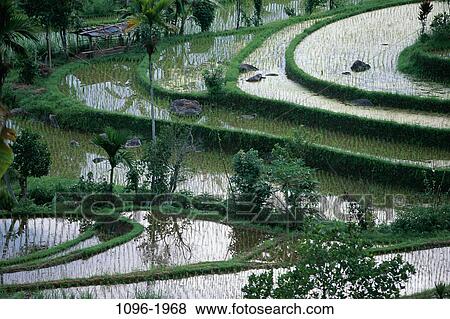 Rice Terraces, Bali, Indonesia View Large Photo Image Stock Photo - Rice Terraces, Bali, Indonesia. Fotosearch