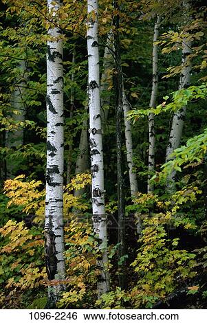 tree, nature, Trees nature View Large Photo Image Stock Photograph - tree, nature, Trees nature. Fotosearch
