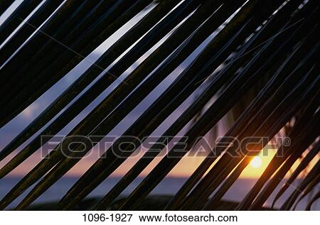 tree, palm, tropical, nature, Trees tropical View Large Photo Image Stock Photo - tree, palm, tropical, nature, Trees tropical. Fotosearch