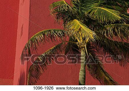 tree, palm, tropical, nature, Trees tropical View Large Photo Image Stock Photograph - tree, palm, tropical, nature, Trees tropical. Fotosearch