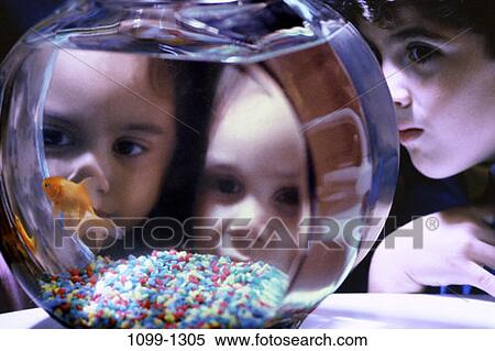 fish, people, animals, fishbowl, goldfish, pet, concentrating View Large Photo Image Stock Photography - fish, people, animals, fishbowl, goldfish, pet, concentrating. Fotosearch