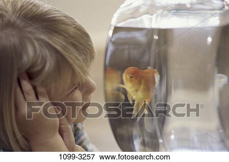 fish, people, fishbowl, goldfish, pet, girl View Large Photo Image Stock Photo - fish, people, fishbowl, goldfish, pet, girl. Fotosearch