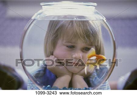 fish, people, staring, goldfish, bowl, watch View Large Photo Image Stock Image - fish, people, staring, goldfish, bowl, watch. Fotosearch