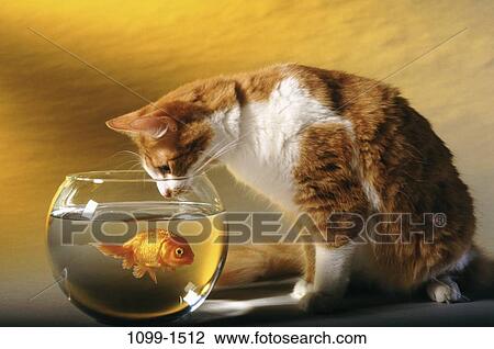 Stock Image - fish, staring, fishbowl, bowl, cat, awe, curious. Fotosearch